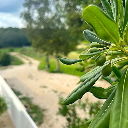 别墅 Pietrapelosa *